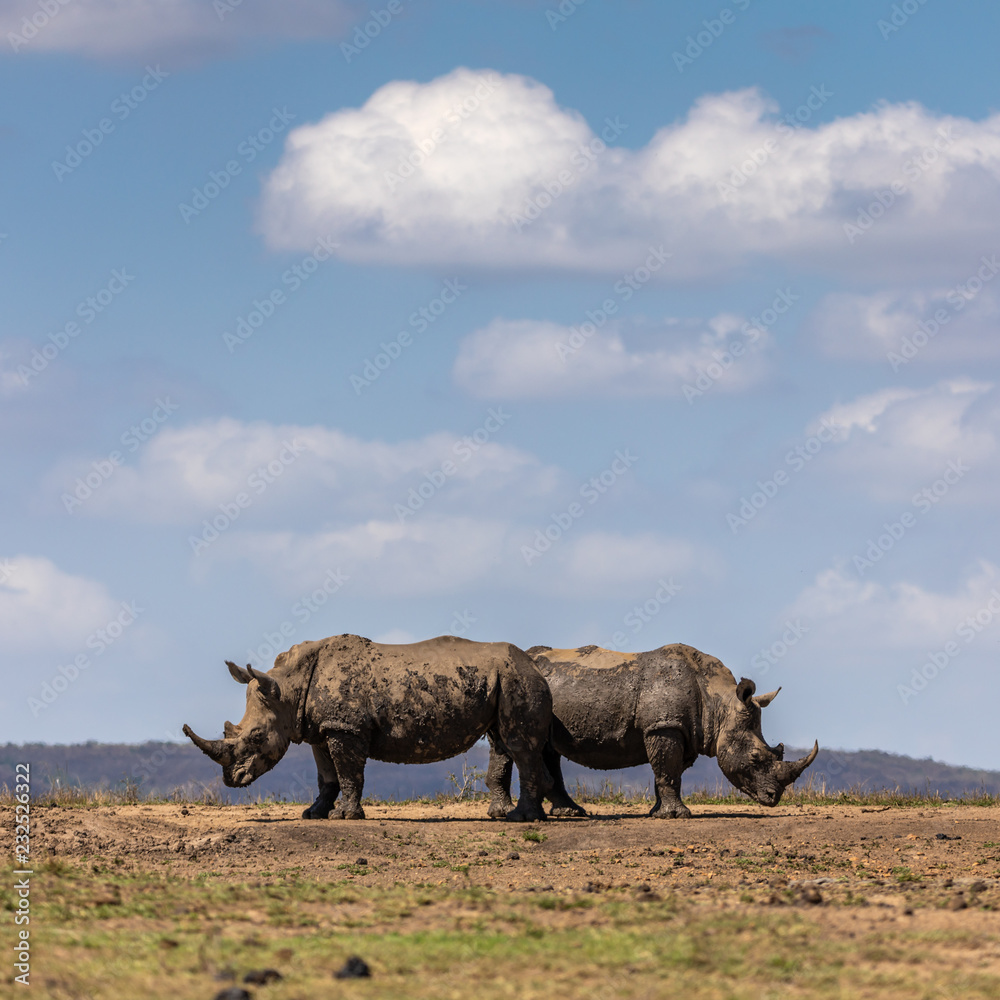 Fototapeta premium Pair of white rhino (Ceratotherium simum)