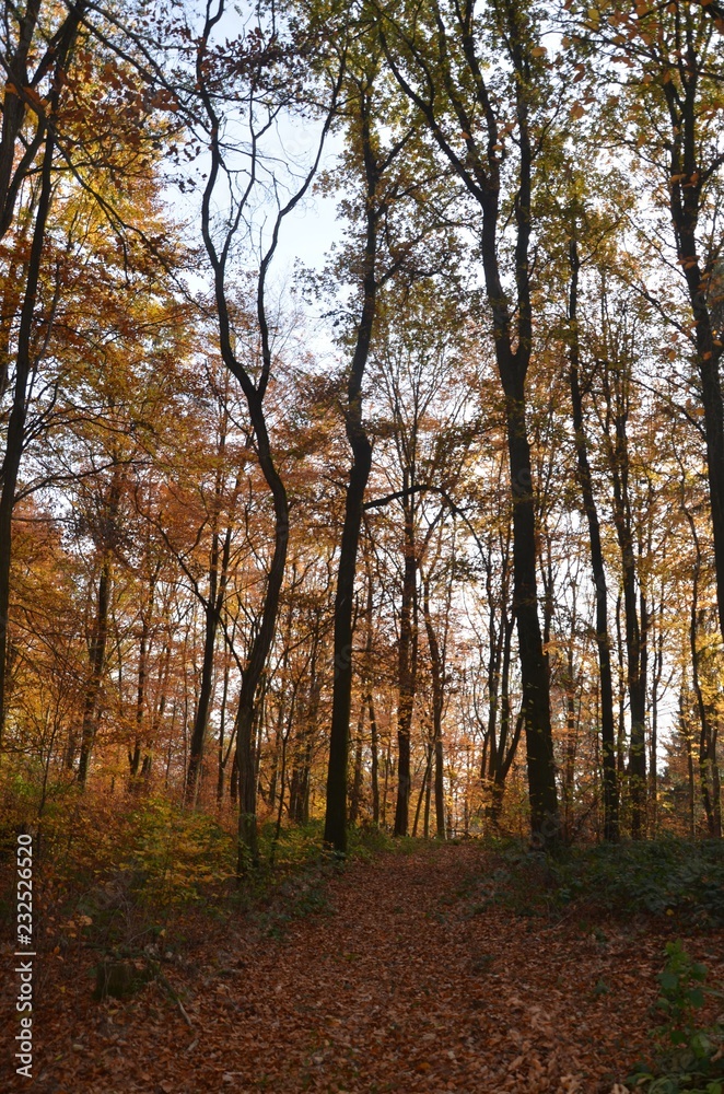 Bunter Herbstwald im November