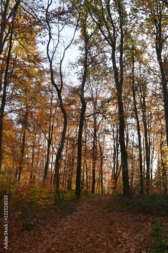 Bunter Herbstwald im November