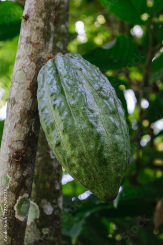 Unripe green cocoa bean hanging on tree