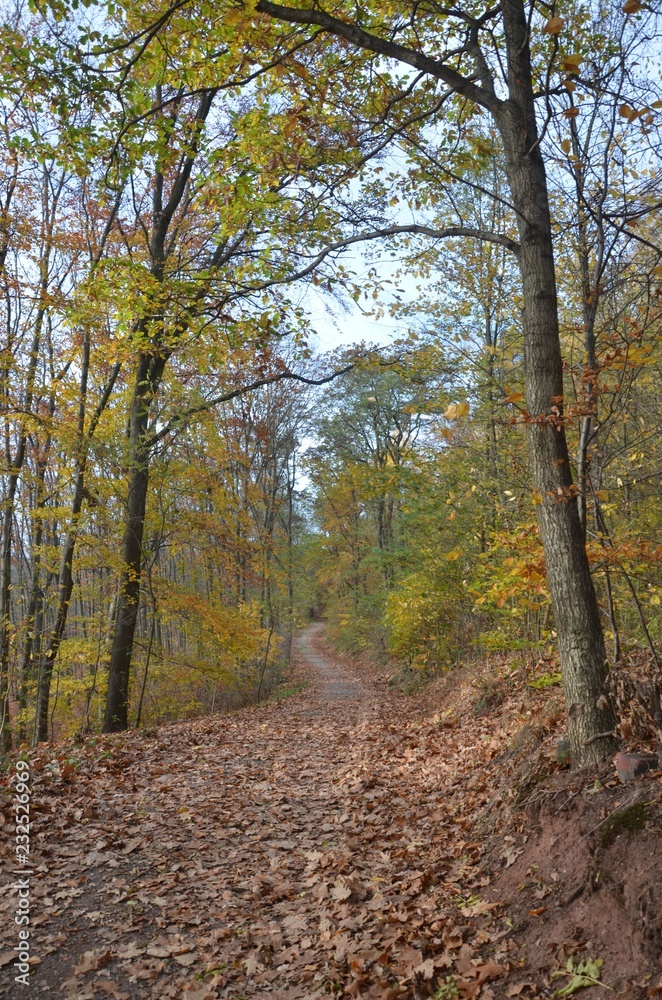 Waldweg durch den leuchtend bunten Herbst Waldweg durch den leuchtend bunten Herbst