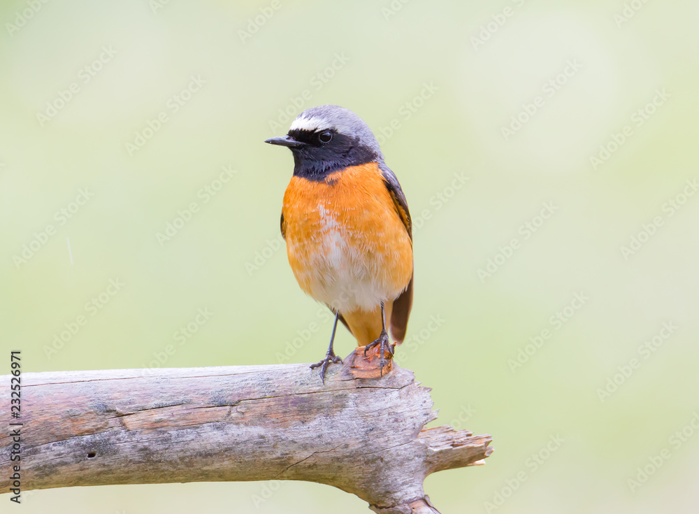 Fototapeta premium Codirosso