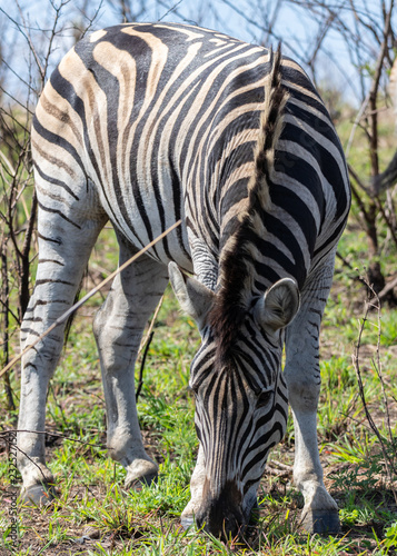 Plains zebra  Equus quagga 