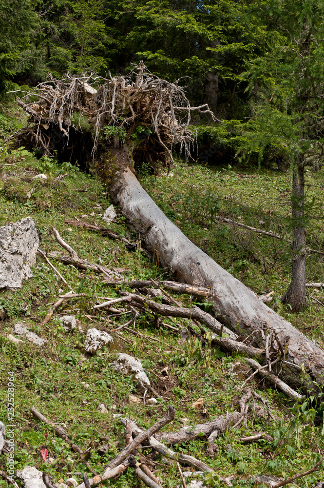 Umgestürzter und entwurzelter Baum Umgestürzter und entwurzelter Baum