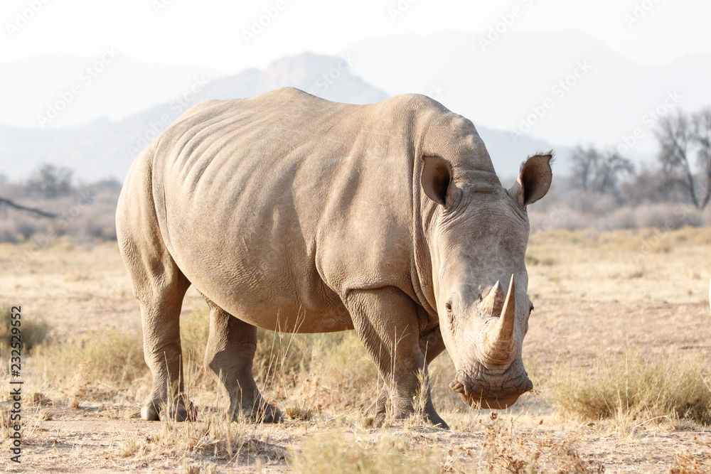 Breitmaulnashorn fressend