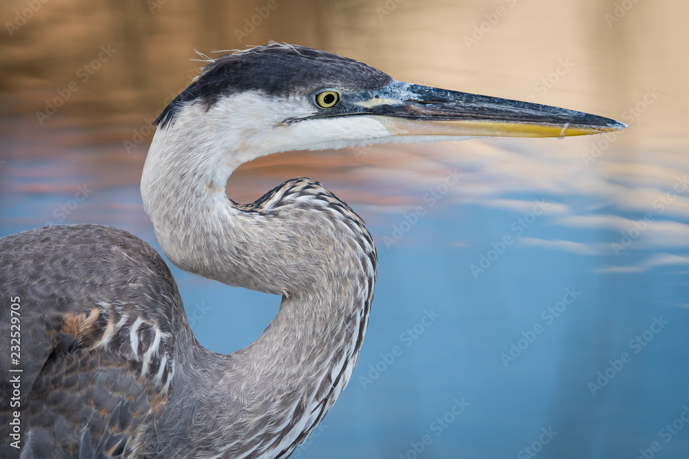 Great Blue Heron at Sand key Park, Clearwater Beach, Florida Great Blue Heron at Sand key Park, Clearwater Beach, Florida