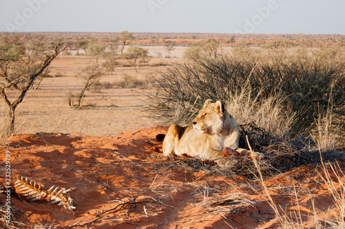 Löwin liegend auf einer Düne mit Beuterest, Kalahari 