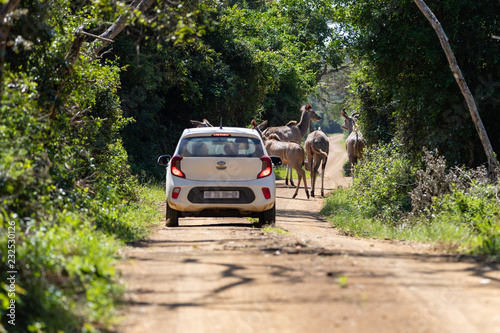 Car on game drive in Isimangaliso Wetland Park