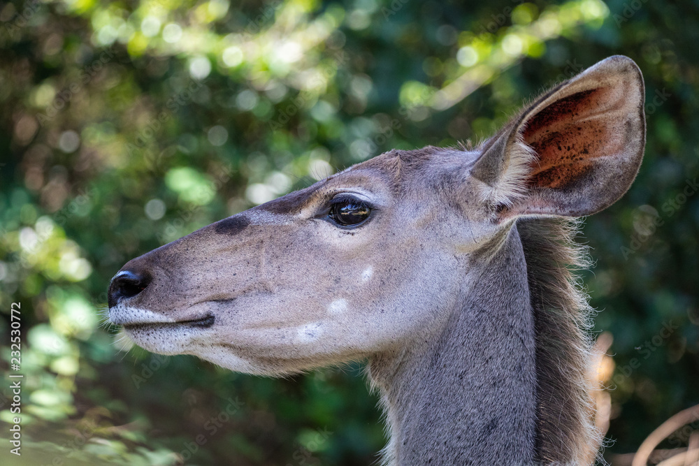Female kudu antelope (Tragelaphus strepsiceros) side portrait