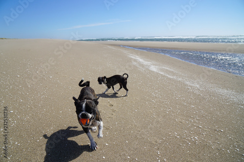 Bruce and Juno the Boston Terrier Pug at play
