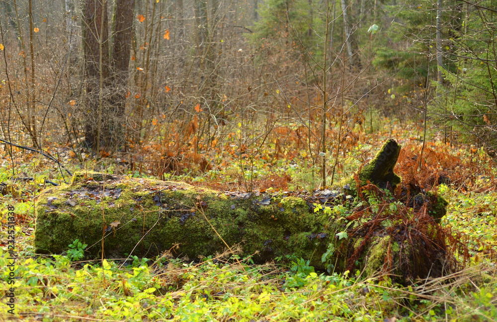 Fallen tree in forest at autumn. Fallen tree in forest at autumn.