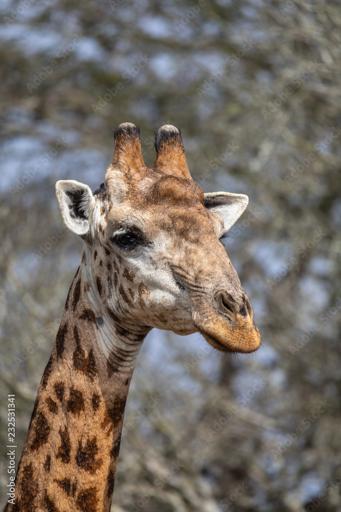 Obraz premium South African giraffe (Giraffa giraffa) portrait