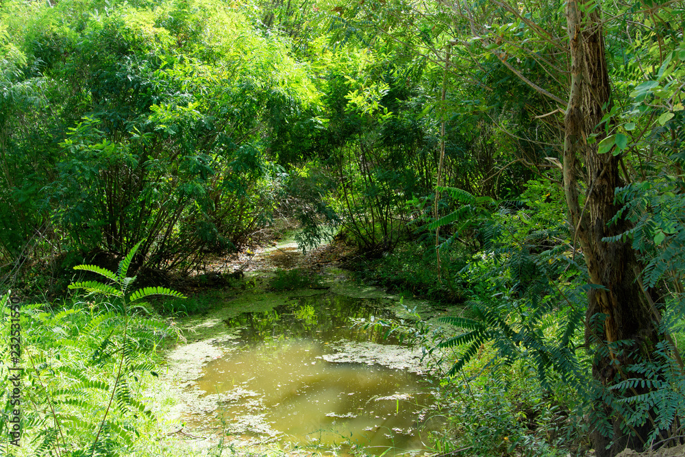 A beautiful stream flows through a thick, overgrown forest. Landscape summer forest with a stream. Outdoor recreation. A beautiful stream flows through a thick, overgrown forest. Landscape summer forest with a stream. Outdoor recreation.