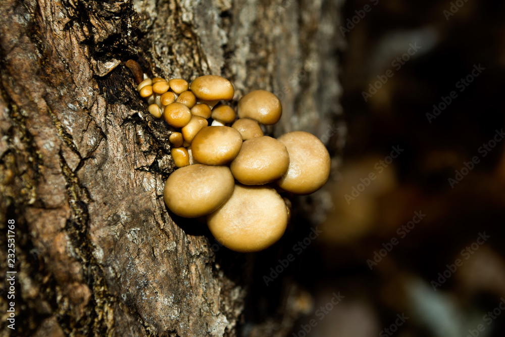 Young, beautiful, delicious and healthy mushrooms. Delicious ingredient for soup. Encyclopedia of edible mushrooms. Macro mushrooms. Young, beautiful, delicious and healthy mushrooms. Delicious ingredient for soup. Encyclopedia of edible mushrooms. Macro mushrooms.