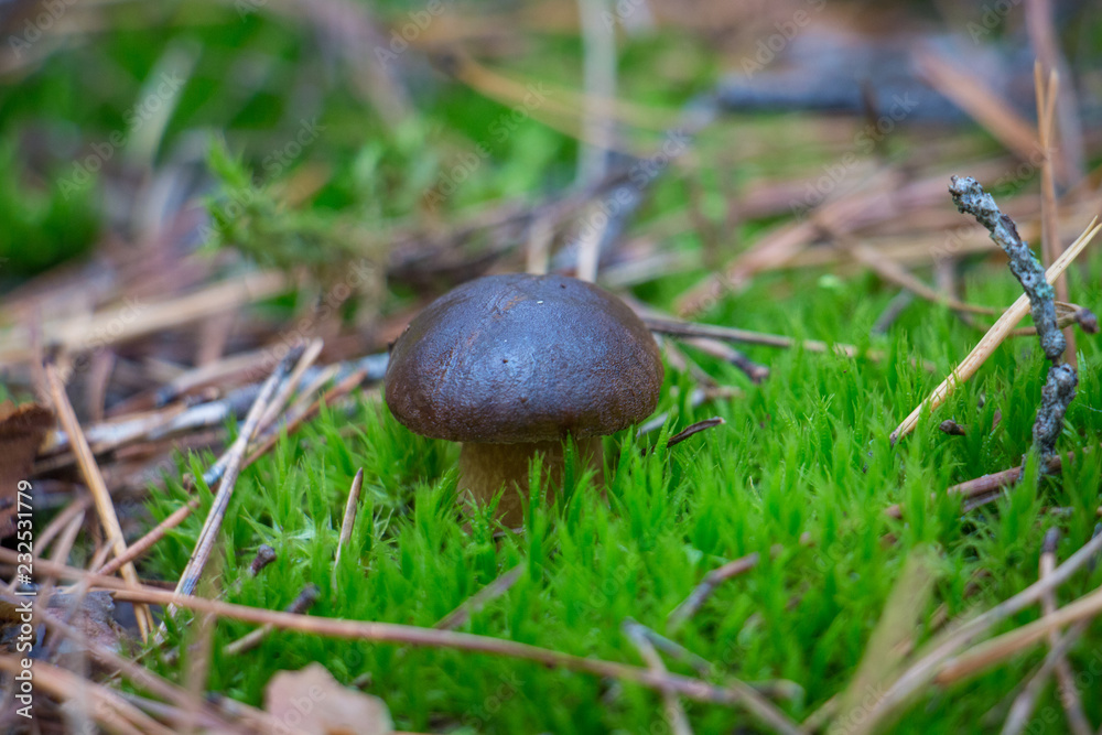 Mushroom in the grass Mushroom in the grass