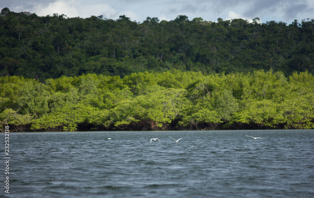 birds over the lake 2