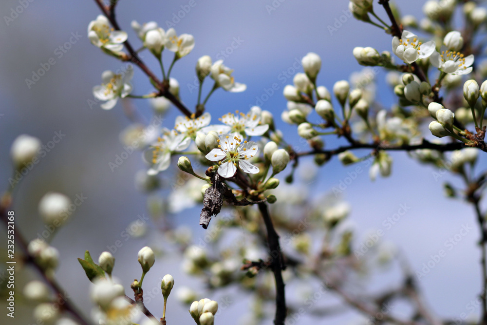 blooming cherry tree blooming cherry tree