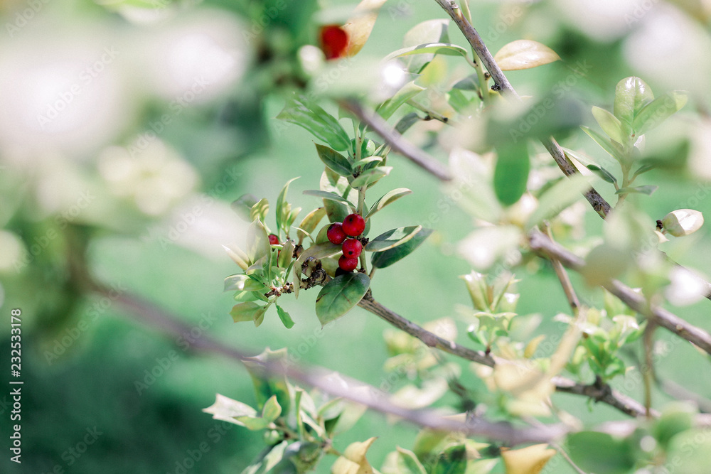 Small red fruits in the branches of the tree Small red fruits in the branches of the tree
