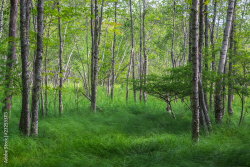 Trees and Grass On Jesup Path photo