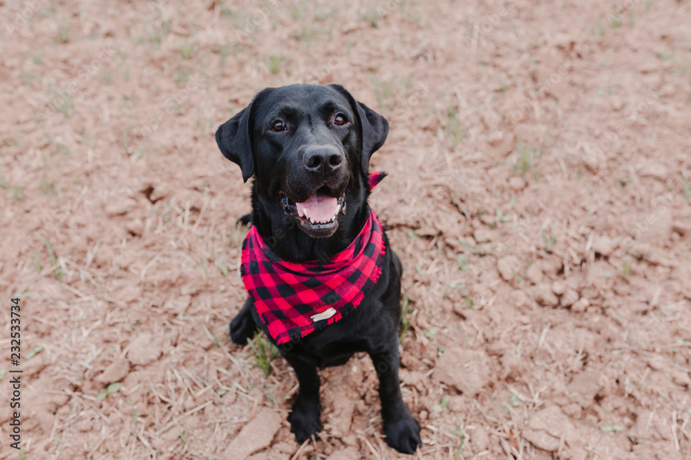 beautiful portrait of Stylish black labrador dog with red and black plaid bandanna sitting on the ground and looking at the camera. Pets outdoors. Modern lifestyle