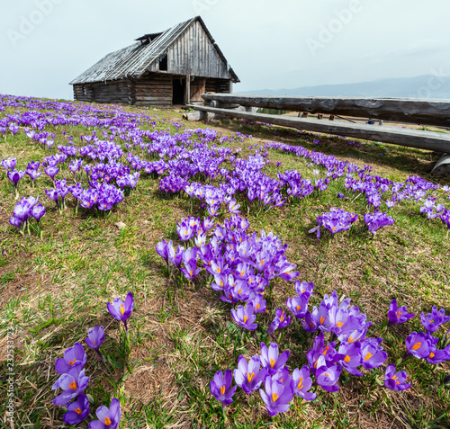 Fototapeta Naklejka Na Ścianę i Meble -  Purple Crocus flowers in spring mountain
