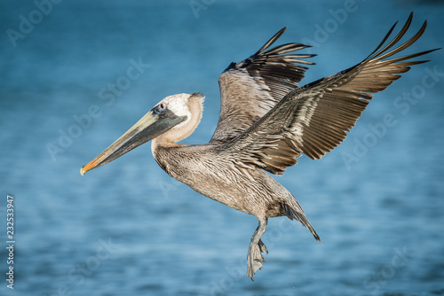 Brown Pelican at Clearwater Beach, Florida