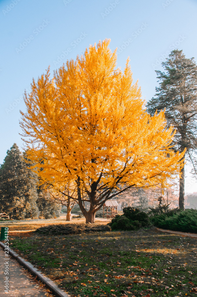 Beautiful autumn park alley. with yellow leaves on the trees background Beautiful autumn park alley. with yellow leaves on the trees background
