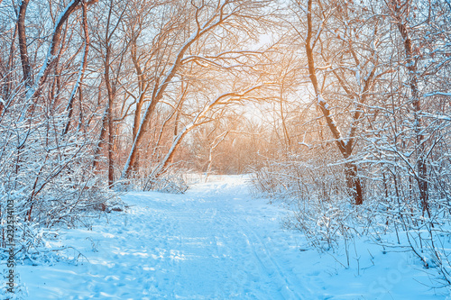 Pathway through a winter park. Snow covered trees in the grove. photo