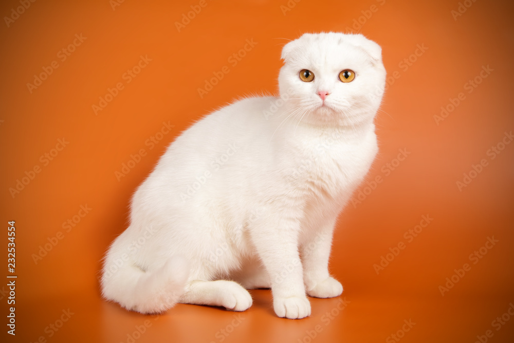 custom made wallpaper toronto digitalScottish fold shorthair cat on colored backgrounds