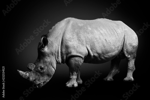 White rhinoceros  square-lipped rhinoceros  inhabiting  South Africa on monochrome black background  black and white  rhino in wildlife