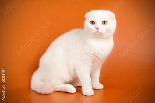Scottish fold shorthair cat on colored backgrounds