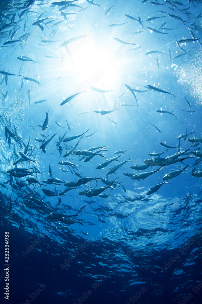 Fototapeta premium Underwater wild world with school of fish and beautiful sun light.