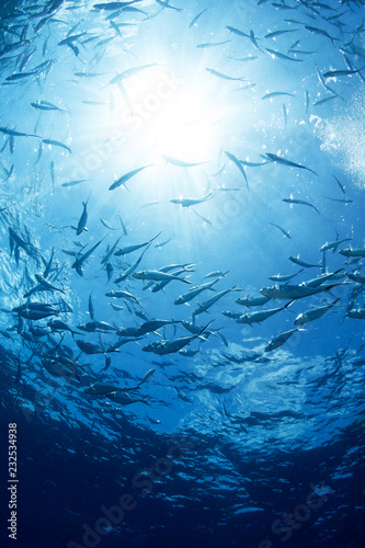 Underwater wild world with school of fish and beautiful sun light. © frantisek hojdysz