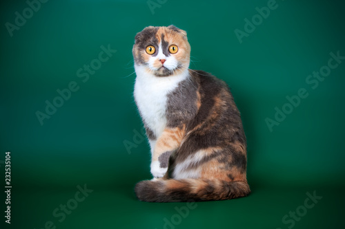 Scottish fold shorthair cat on colored backgrounds