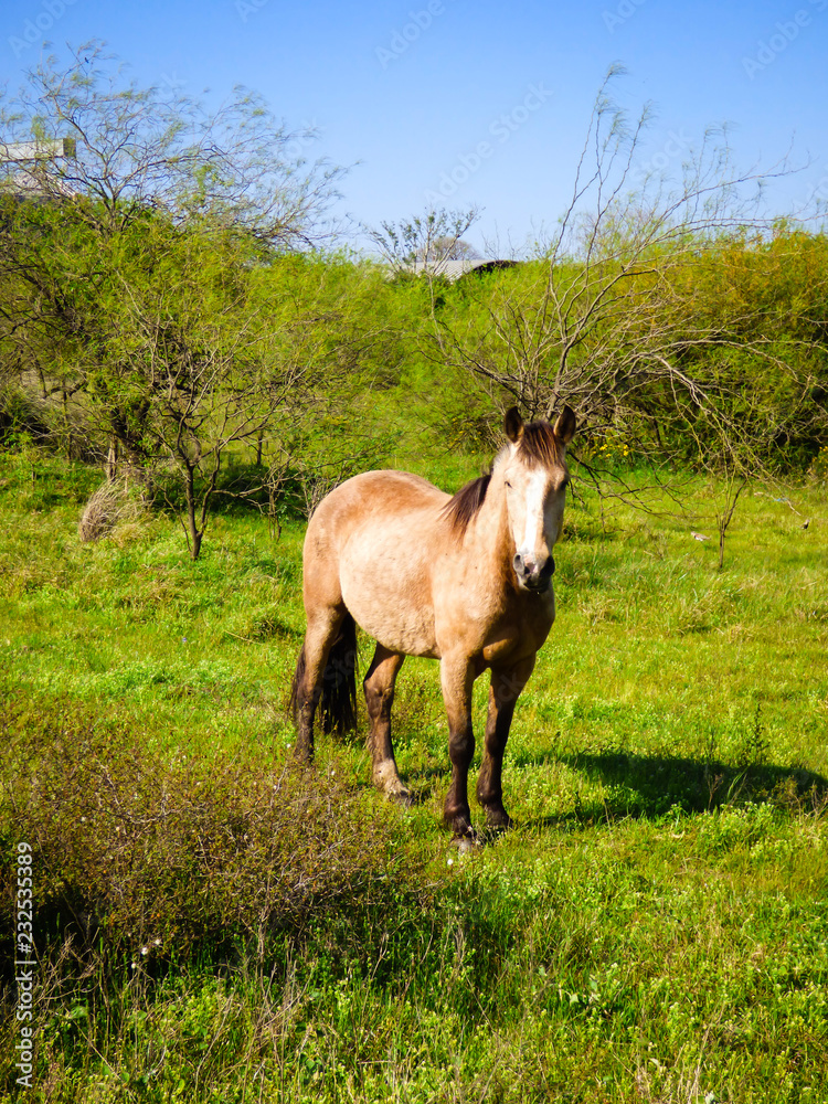 Horse in the pampa biome in Uruguaiana, Brazil Horse in the pampa biome in Uruguaiana, Brazil