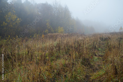 Heavy fog on edge of autumnal forest 