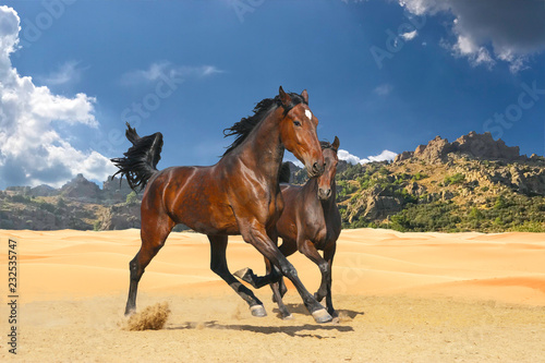 two horses run in the desert amid the mountains