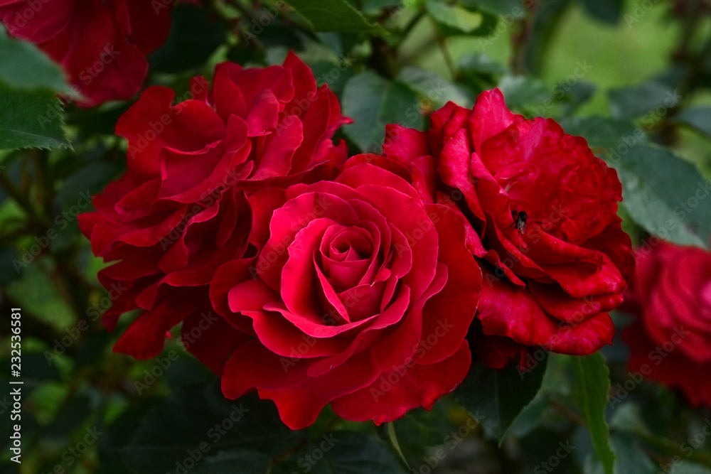 Red roses in a natural environment. Three buds of burgundy flowers grow in the botanical garden in summer. Beautiful representatives of roses Red roses in a natural environment. Three buds of burgundy flowers grow in the botanical garden in summer. Beautiful representatives of roses