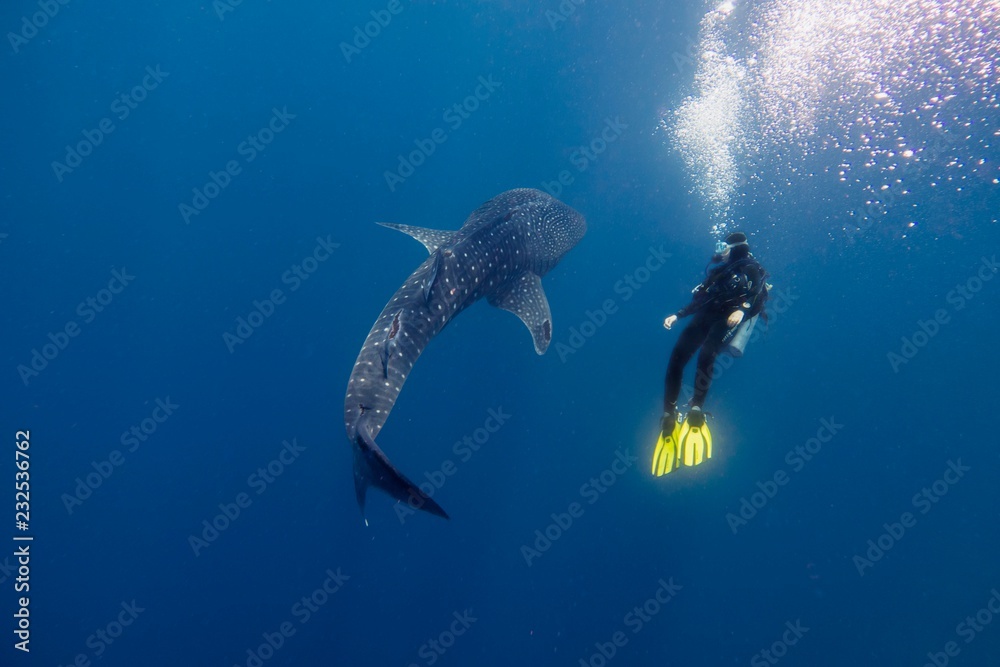 Fototapeta premium whale shark