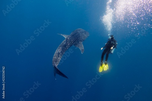 whale shark photo