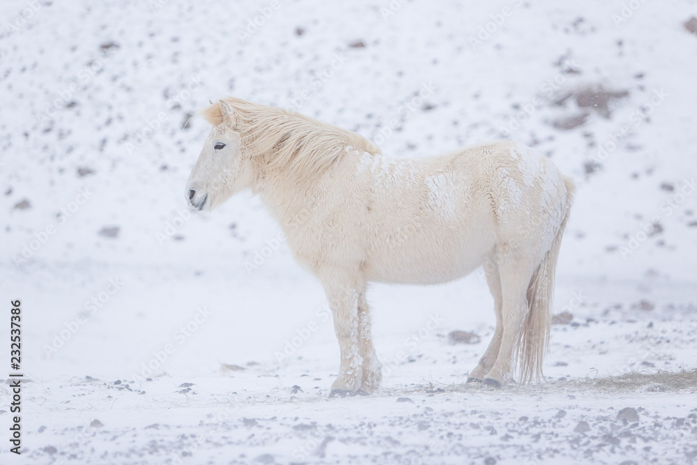 Obraz premium biały koń islandzki w górach na Islandii.