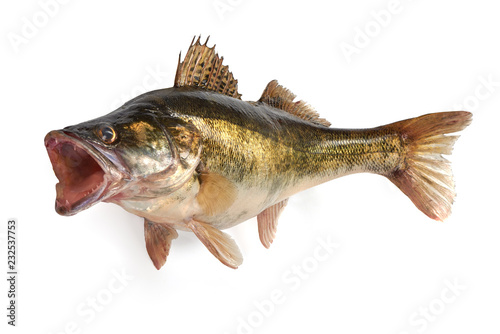 Fresh Zander fish, isolated on a white background. Close-up.