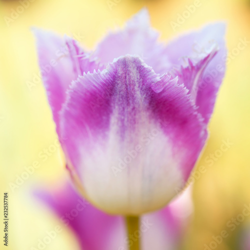 Fototapeta Naklejka Na Ścianę i Meble -  White purple tulip in nature - shallow depth of field