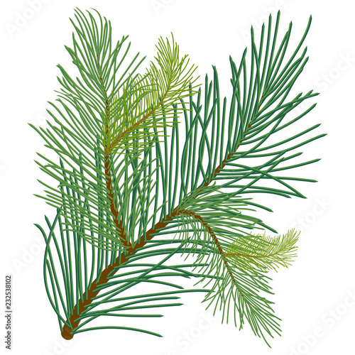 Green lush pine branch with long needles of different shades. Vector illustration isolated on white background in EPS 10.