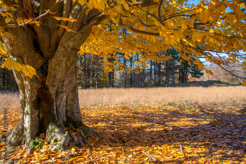 old oak tree with yellow foliage in autumn new england