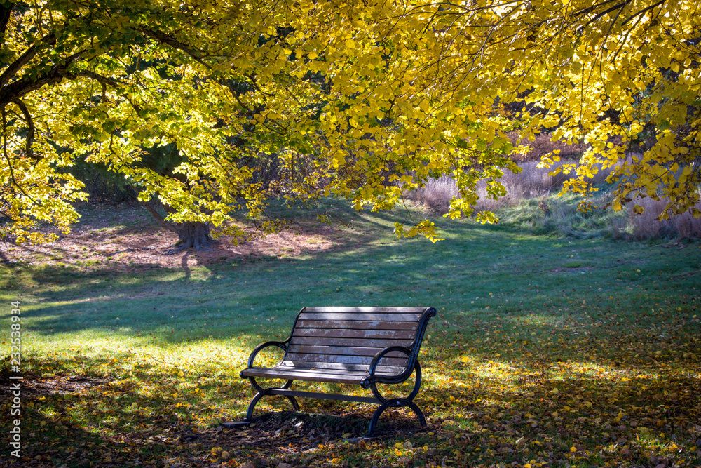 wooden bench under fall foliage