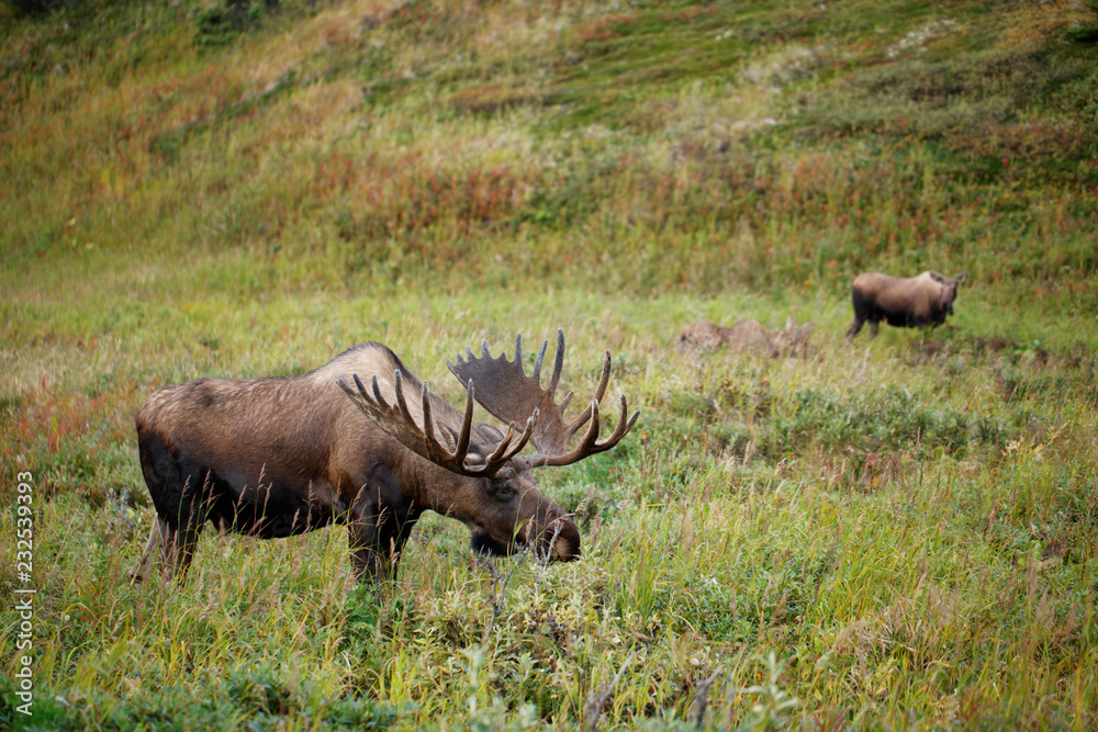 Bull Moose Bull Moose