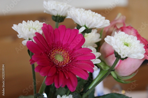 Rosa Gerbera