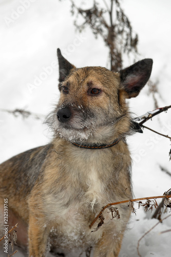 small pooch dog half-breed terrier on a leash photo