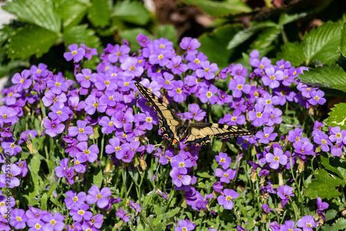 Schmetterling